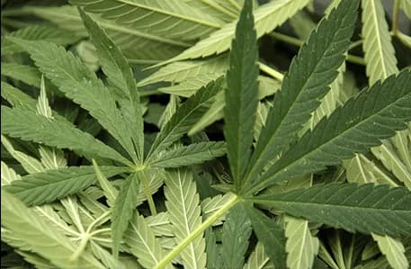 Cannabispflanze Nahaufnahme – Hochwertige medizinische Cannabissorten mit hohem THC-Gehalt