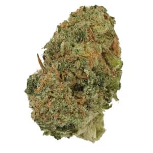 Bild Cannabisblüte All Nations TT 25/1 Tropic Thunder