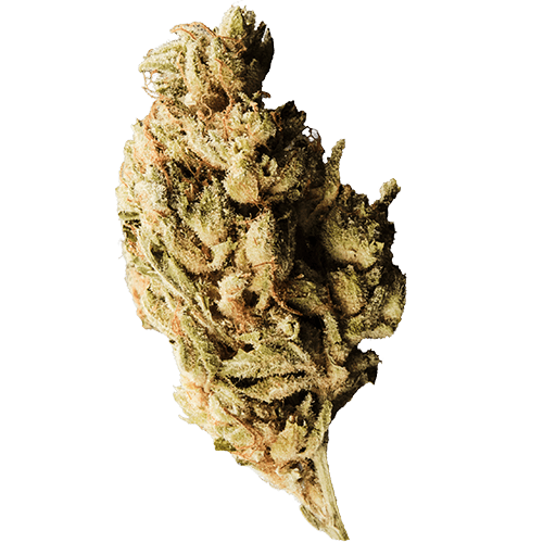 Bild Cannabisblüte 420 Evolution 27/1 CA BUL Bucket List