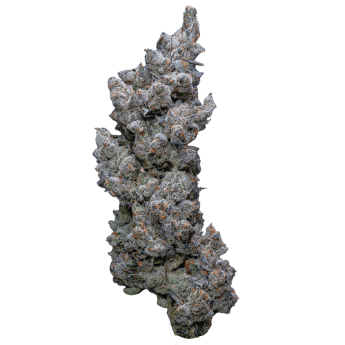 Bild Cannabisblüte 32/1 IUVO SQ Apples & Bananas