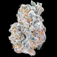 Bild Cannabisblüte avaay Signature 23/1 BYY Blueberry Yum Yum