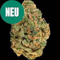 Bild Cannabisblüte ZOIKS 31/1 LK OG Lime Kush