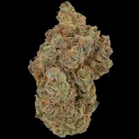 Bild Cannabisblüte Cannamedical Hybrid Forte BC 24/1 Garlic Truffle