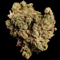 Bild Cannabisblüte 420 Balanced Basic PT SLG Super Lemon G