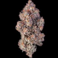 Bild Cannabisblüte avaay Khalifa 28/1 KM Khalifa Mints