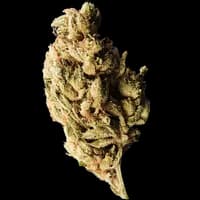 Bild Cannabisblüte 420 Evolution 27/1 CA BUL Bucket List