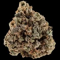 Bild Cannabisblüte Huala 20/1 CA GRF Grape Face