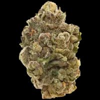 Bild Cannabisblüte Pedanios 27/1 FRG-CA Farm Gas
