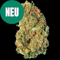 Bild Cannabisblüte avaay 32/1 AHC Amnesia Haze Cake