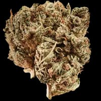 Bild Cannabisblüte Huala 22/1 CA DOG Chemdog