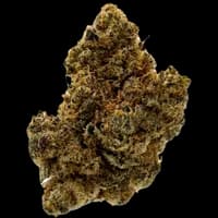 Bild Cannabisblüte All Nations AKM 25/1 Alien Kush Mintz