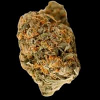 Bild Cannabisblüte Cannamedical Hybrid Forte NM Gorilla Zkittlez