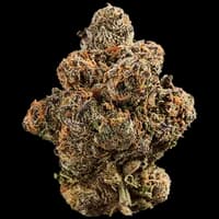 Bild Cannabisblüte 420 Compound 30/1 GAP Gastro Pop