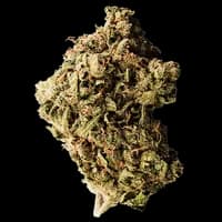 Bild Cannabisblüte 420 Sungrown 25/1 CA ZRP Zour Apple