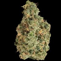 Bild Cannabisblüte avaay 29/1 SCG Super Citra G
