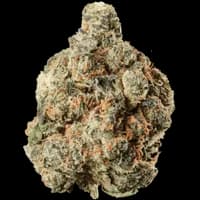 Bild Cannabisblüte Huala 25/1 CA SCO Scoops