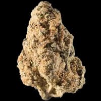 Bild Cannabisblüte avaay 23/1 RG Royal Gorilla