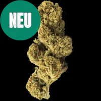 Bild Cannabisblüte ZOIKS 22/1 PYB Papaya Bomb