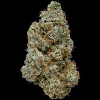 Bild Cannabisblüte 20/1 IUVO OC ORANGE Z