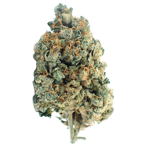 Bild Cannabisblüte Demecan Typ 1 Bubba Kush