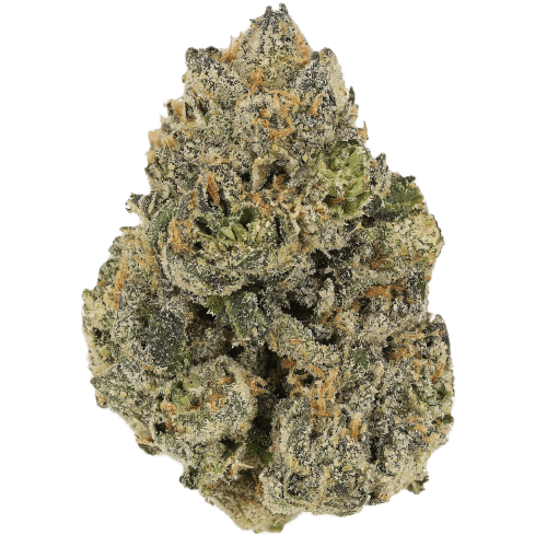 Bild Cannabisblüte Cannamedical CM 28/1 Craft Lotus Midnight Lotus