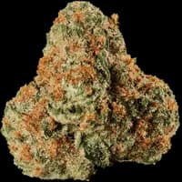 Bild Cannabisblüte Huala 27/1 UK WTR Waffle Truffle