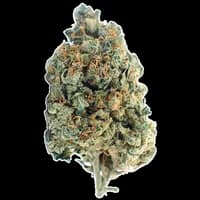 Bild Cannabisblüte Demecan Typ 1 Bubba Kush